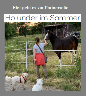 Holunder im Sommer